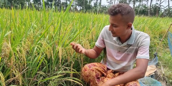 উচ্চমূল্যের সুগন্ধি ধানে ভরে উঠেছে আইন পড়ুয়া চাষির ক্ষেত